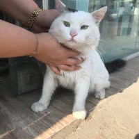 فروش گربه پرشین وان ترکیش نر|گربه|رشت, یخسازی|دیوار