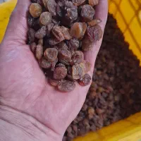 فروش انواع کشمش طلایی خرمایی|خوردنی و آشامیدنی|ابهر, |دیوار