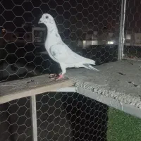 ۷ عدد ماده بازی شده|پرنده|گنبد کاووس, |دیوار