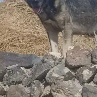 سگ 3 ساله|سگ|صومای برادوست, |دیوار