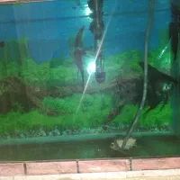 ماهی آنجل مولد|ماهی|سراب, |دیوار