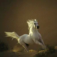 فروش چند راس اسب و کره