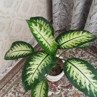 گل طبیعی است باگلدون سرامیکی