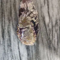 سنگ زنده شجر عقیق هفت رنگ طبیعی زنده