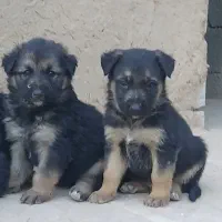 توله سگ ژرمن واگذاری|سگ|اصفهان, بوستان ناژوان|دیوار