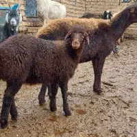 شیشک افشاری بره دار(میش تقلی بره نر کهره بز)