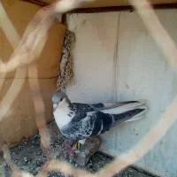 کفتر زینتی چادری پرشی