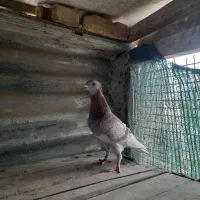چندعددپلاکی|پرنده|گنبد کاووس, |دیوار