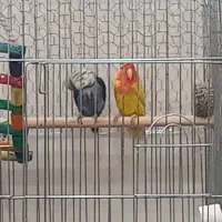 طوطی برزیلی جفت با تخم