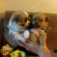 توله های پامر زیبا