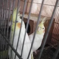 جفت عروس هلندی|پرنده|هشتگرد, هشتگرد قدیم|دیوار