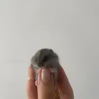 همستر مینیاتوری|موش و خرگوش|شیراز, جانبازان|دیوار