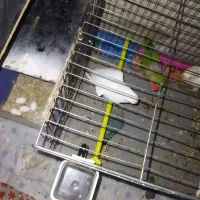 چهارعددطوطک دوتاش بچه هاشن چهارتاهم تخم گذاشتن|پرنده|مرند, |دیوار