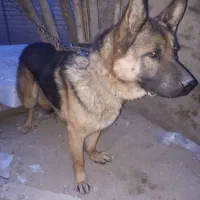 سگ ژرمن نگهبان|سگ|فشاپویه, |دیوار