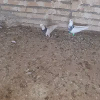 نرماده طوقی