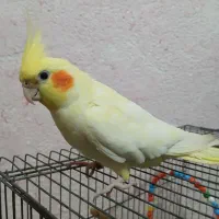 عروس هلندی ماده ۱۱ ماهه به شدت دستی