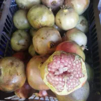 انار شیرین دانه درشت