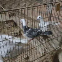 کبوتر پرشی