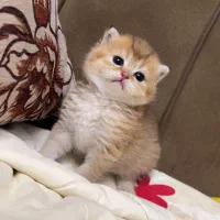 مجموعه گربه های اصیل ( پرشین بریتیش اسکاتیش)