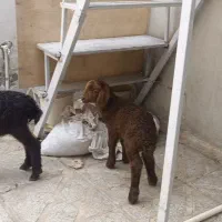 دو عدد بره شیری