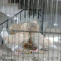 کبوترمفلق|پرنده|بروجن, |دیوار