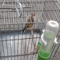 سهر نر جوجه قفس|پرنده|ملارد, |دیوار