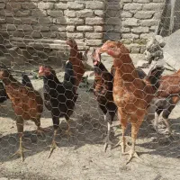 خروس،ماکیان محلی