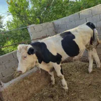 گوساله مونت بیلیارد