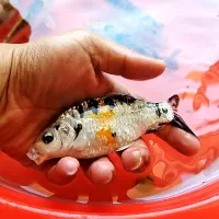 8 عدد کوی پوست چرم (نژاد مختلف)