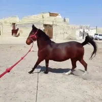 اسب مادیان و کره مادیون یک ماهه|اسب و تجهیزات اسب‌سواری|اصفهان, حصه شمالی|دیوار
