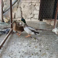 اردک پروازی