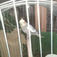 عروس هلندی  به فروش میرسد