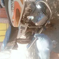 کفتر ماده به شرط پریدن|پرنده|زرند, |دیوار