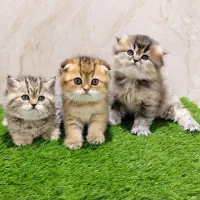 تجربه یک زندگی متفاوت و لاکچری/حر آج گربه kittycat|گربه|تهران, گیشا|دیوار