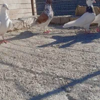 چنتا کفتر گرفتنی