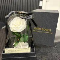 رز جاودان اورجینال وارداتی