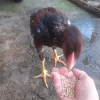 خروس لار|حیوانات مزرعه|لاهیجان, خالو باغ|دیوار