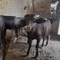 ۴عددحشوه گامیش درجه۱