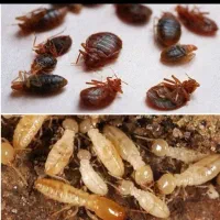 سمپاشی سراسرتهران ضمانت کتبی سوسک ساس کنه و..