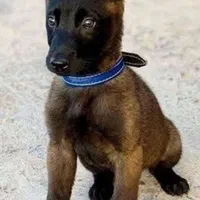 واگذاری توله سگ مالینویز اصیل