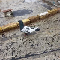 ماده سینه سیاه