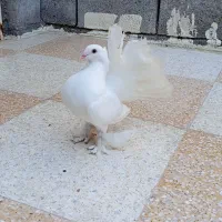 کبوتر دم چتری