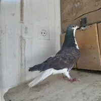 کفتر،کبوتر دمگیر زره ای مخملی|پرنده|اصفهان, بوستان ناژوان|دیوار