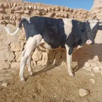 گوساله نر