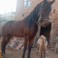 اسب|اسب و تجهیزات اسب‌سواری|تربت جام, میان جام|دیوار