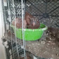 جوجه کبوتر|پرنده|کرج, اسلام‌آباد|دیوار