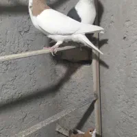 چپ زردماده یهودی هفرنگ ماده شصتی زرد گل دار|پرنده|قزوین, |دیوار