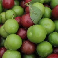 دوربین عکاسی|دوربین عکاسی و فیلمبرداری|گنبد کاووس, |دیوار