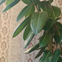 درخت فیکوس غول پیکر|گل و گیاه طبیعی|کرباسک, |دیوار