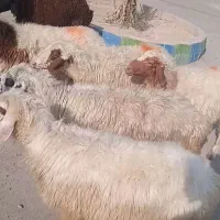 14راس گوسفند ماله جنی